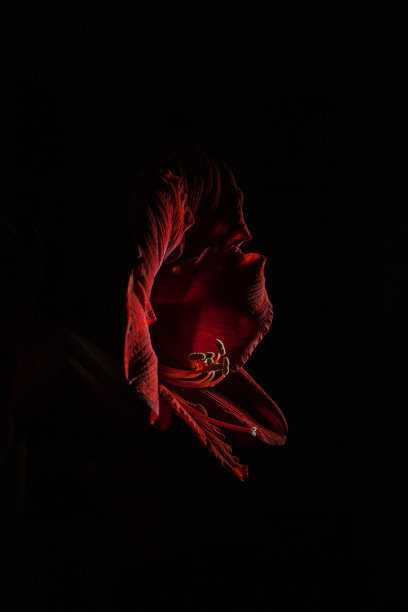 孤挺花花图片下载