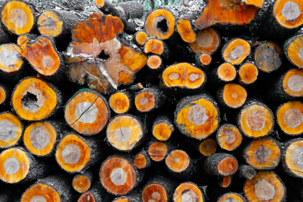 木质的自然背景。原木干桩，伐木木材森林木材工业。伐木用的树干。原材料图片下载
