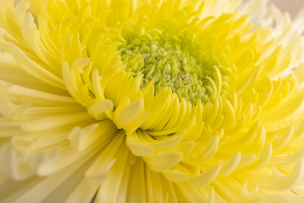 黄菊花头花特写。创造性的秋天的概念。花卉图案,对象。图片下载