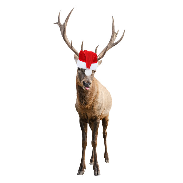 有趣的红鹿与巨大的角在圣诞节或圣诞老人帽子孤立在白色背景。鹿是新年的象征。图片下载
