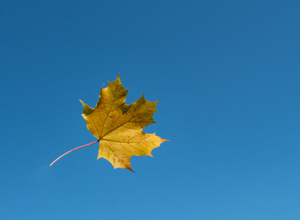 秋天的枫叶图片下载