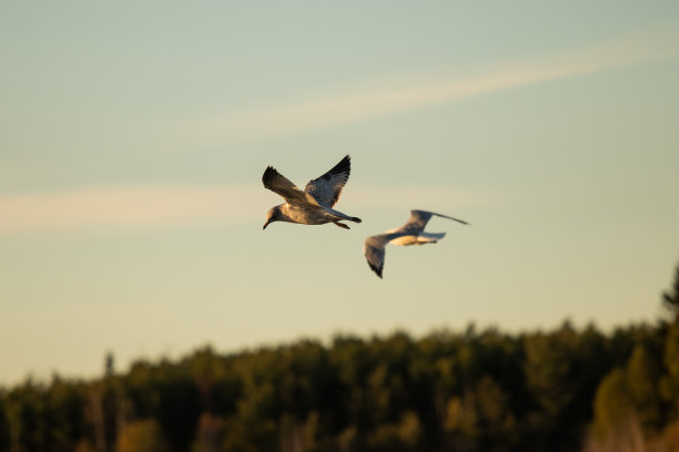 会飞的鸟图片下载