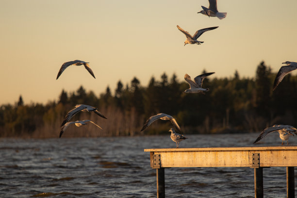 会飞的鸟图片下载