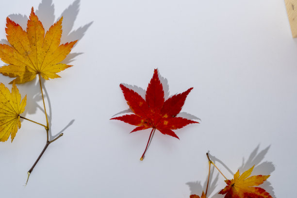 枫叶在秋天开始变色图片下载