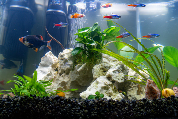 水族馆和鱼缸图片下载