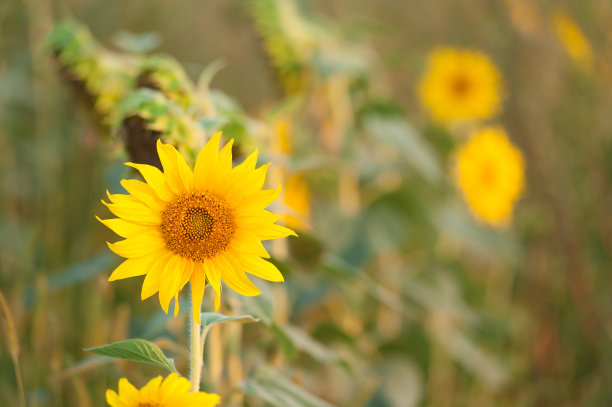 农业产业图片下载