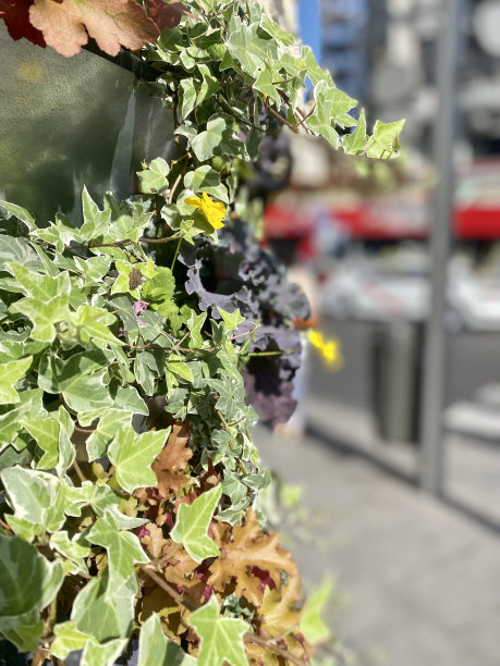 斑驳的常青藤海德拉螺旋花，有金色的顶盖图片下载