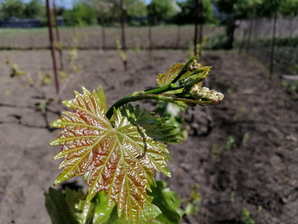 葡萄在葡萄园里发芽图片下载