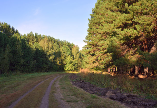 森林公园在初秋图片下载