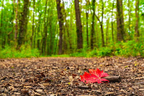 森林小路上的红叶图片下载