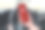一名女子将智能手机放在汽车方向盘前，正在拨打紧急电话911图片下载