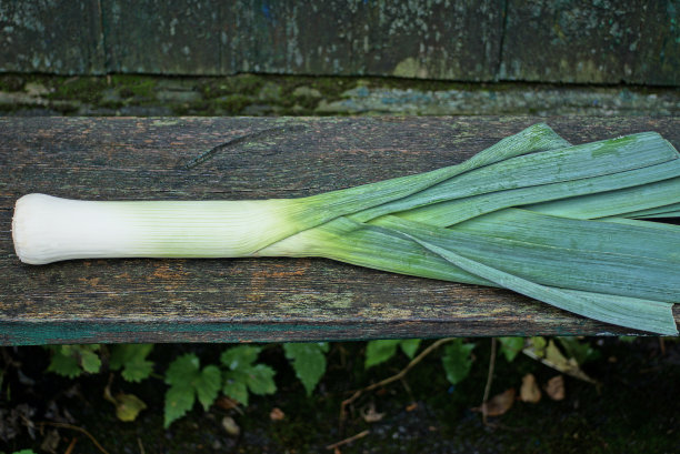 一种长而新鲜的白绿色蔬菜，洋葱，生菜图片下载