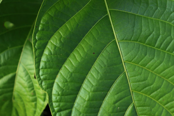 绿色的叶子纹理为图案和背景，热带的叶子，抽象的绿叶纹理图片下载