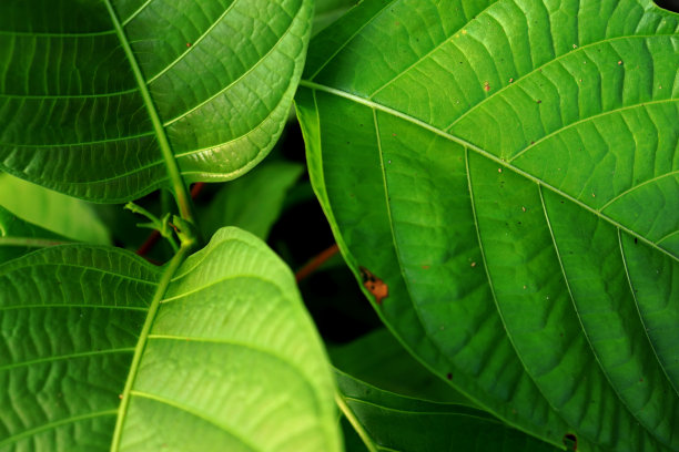 绿色的叶子纹理为图案和背景，热带的叶子，抽象的绿叶纹理图片下载