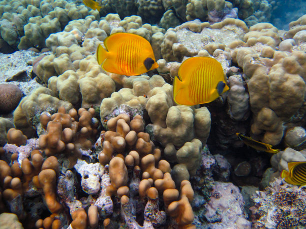 红海珊瑚礁中的带纹蝴蝶鱼，埃及沙姆沙伊赫图片下载