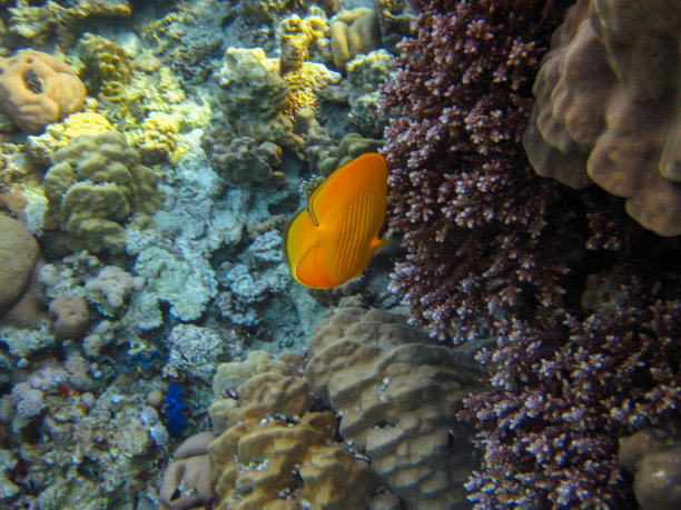 红海珊瑚礁中的带纹蝴蝶鱼，埃及沙姆沙伊赫图片下载