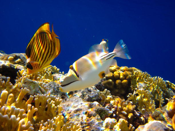 红海珊瑚礁中的带纹蝴蝶鱼，埃及沙姆沙伊赫图片下载