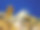 红海珊瑚礁中的带纹蝴蝶鱼，埃及沙姆沙伊赫图片下载