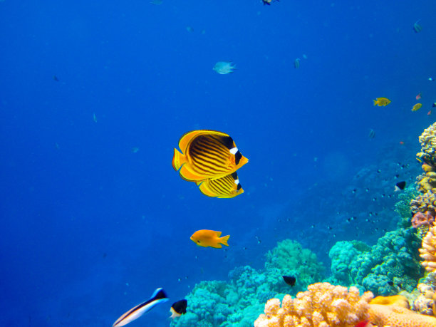 红海珊瑚礁中的带纹蝴蝶鱼，埃及沙姆沙伊赫图片下载