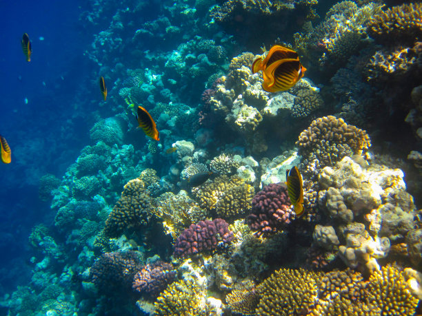 红海珊瑚礁中的带纹蝴蝶鱼，埃及沙姆沙伊赫图片下载