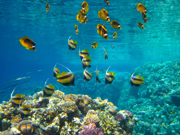 红海珊瑚礁中的带纹蝴蝶鱼，埃及沙姆沙伊赫图片下载