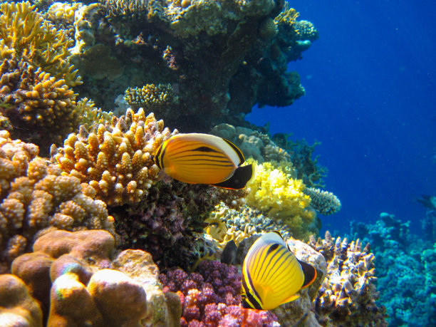 红海珊瑚礁中的带纹蝴蝶鱼，埃及沙姆沙伊赫图片下载