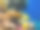 红海珊瑚礁中的带纹蝴蝶鱼，埃及沙姆沙伊赫图片下载