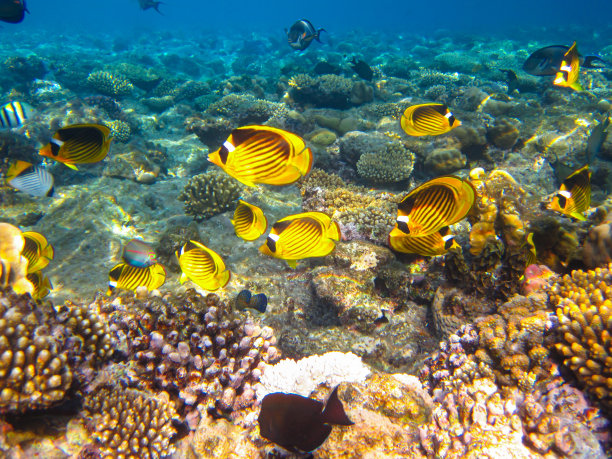 红海珊瑚礁中的带纹蝴蝶鱼，埃及沙姆沙伊赫图片下载