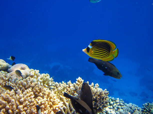 红海珊瑚礁中的带纹蝴蝶鱼，埃及沙姆沙伊赫图片下载