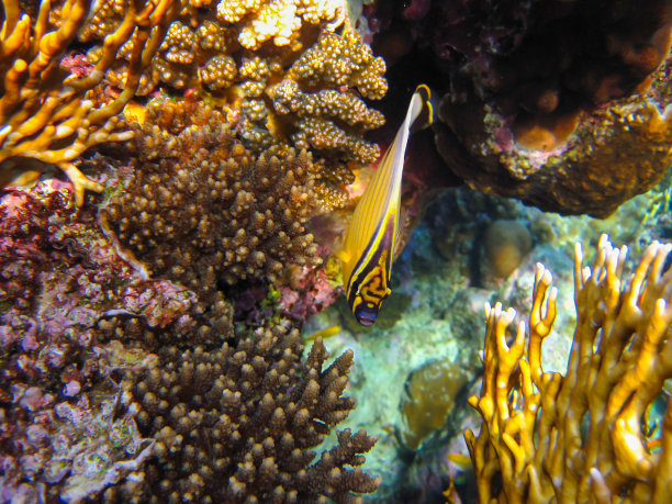 红海珊瑚礁中的带纹蝴蝶鱼，埃及沙姆沙伊赫图片下载