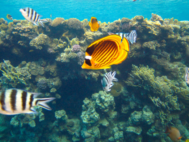 红海珊瑚礁中的带纹蝴蝶鱼，埃及沙姆沙伊赫图片下载