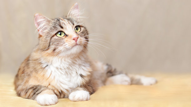 猫躺在美丽的黄色背景上。文本。猫在橙色的毯子上休息。可爱的猫看向别处。小猫有绿色的大眼睛特写。宠物。漂亮的小猫。没有人图片下载