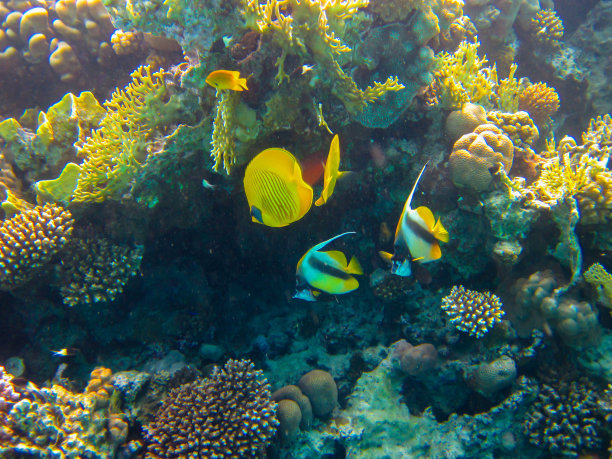 红海珊瑚礁中的带纹蝴蝶鱼，埃及沙姆沙伊赫图片下载