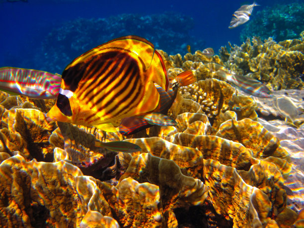 红海珊瑚礁中的带纹蝴蝶鱼，埃及沙姆沙伊赫图片下载