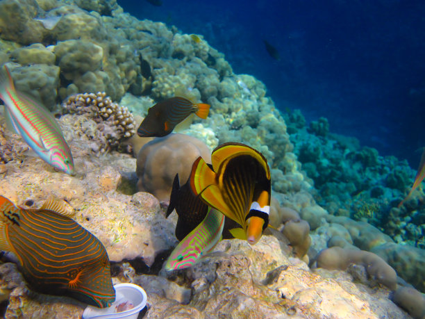 红海珊瑚礁中的带纹蝴蝶鱼，埃及沙姆沙伊赫图片下载