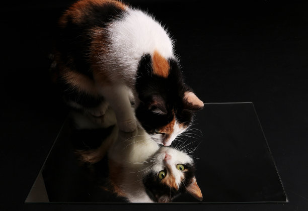 一只印花布猫坐在镜子上看着自己的孤立特写镜头图片下载