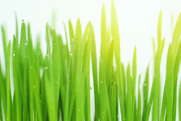 绿色的草，草叶顶部有露珠。图片下载