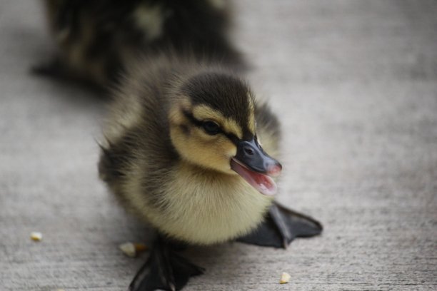 饥饿的小鸭子图片下载