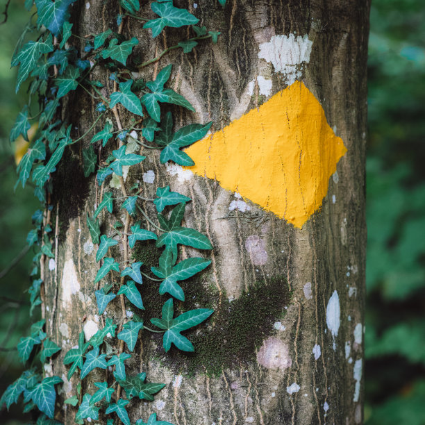 画在树上的瑞士徒步路线标记图片下载