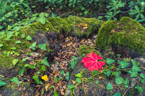 秋天背景红叶在森林里图片下载