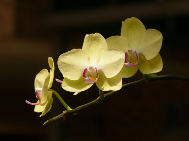 花园中美丽的黄色兰花的特写镜头图片下载