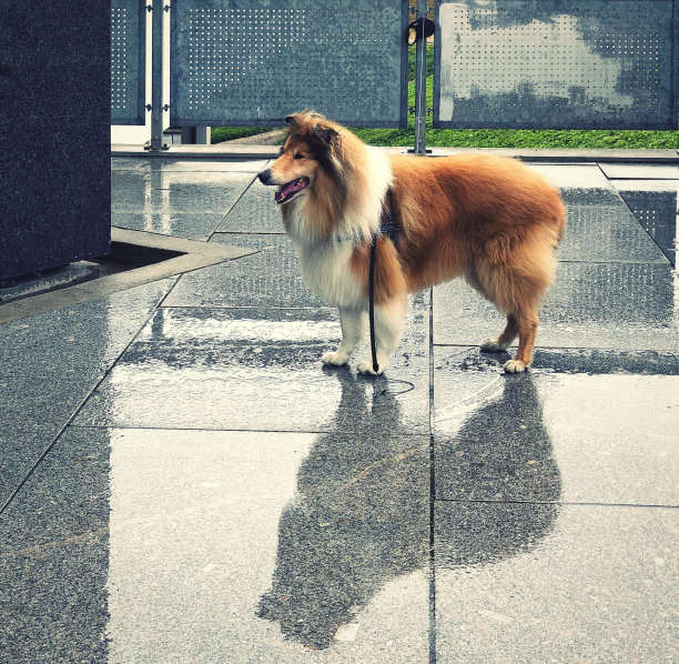 雨后，可爱的柯利牧羊犬站在外面的水泥地上图片下载