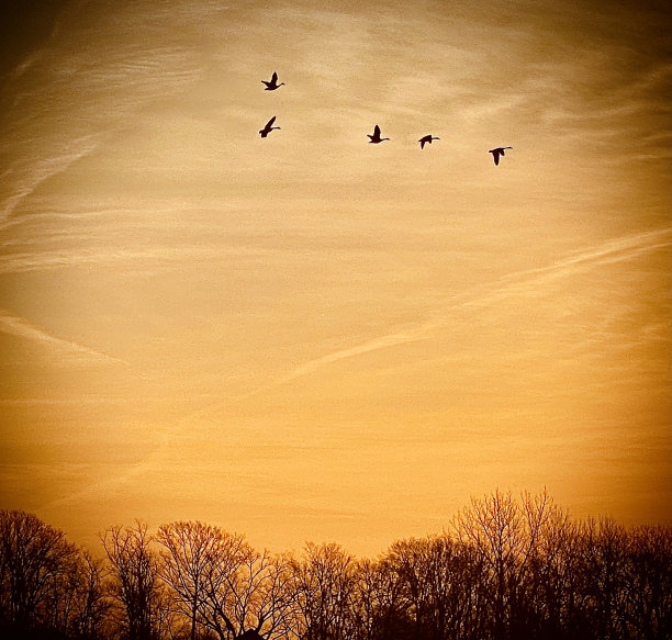 飞向南方的加拿大大雁图片下载