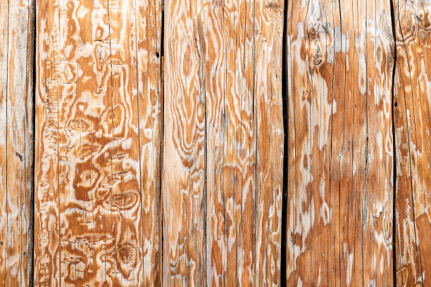 粗糙木桩制成的木质栅栏的细节图片下载