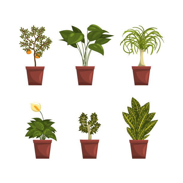 一套装饰植物在花盆，房子或办公室图片下载