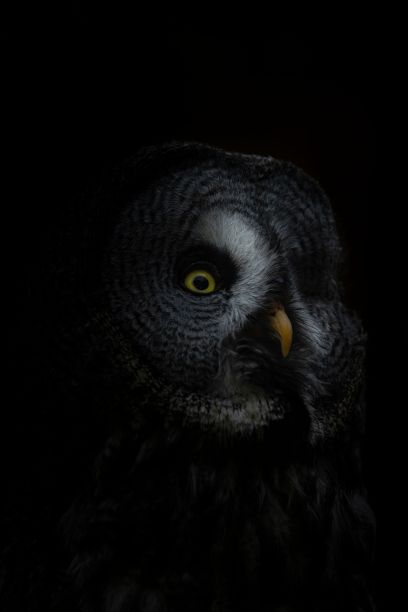 黑暗中有一只灰色猫头鹰的脸图片下载