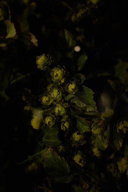 绿色成熟的啤酒花球果在黑色背景背光下的种植园。图片下载