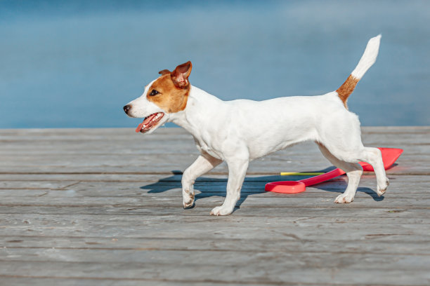 可爱有趣的狗杰克罗素梗特写图片下载