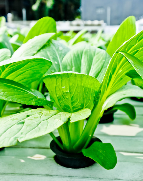 水培植物图片下载