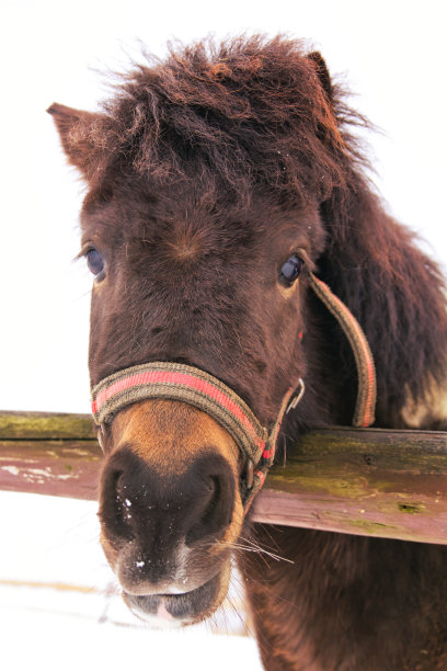 可爱的毛茸茸的棕色小马的肖像图片下载